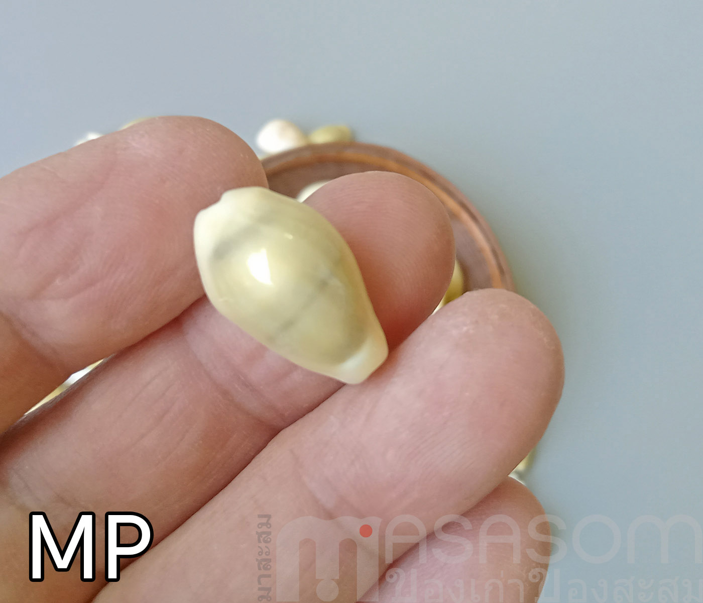 หอยเบี้ย