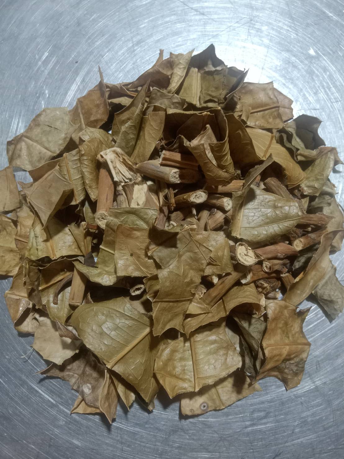 เหงือกปลาหมอ (ทะเล)