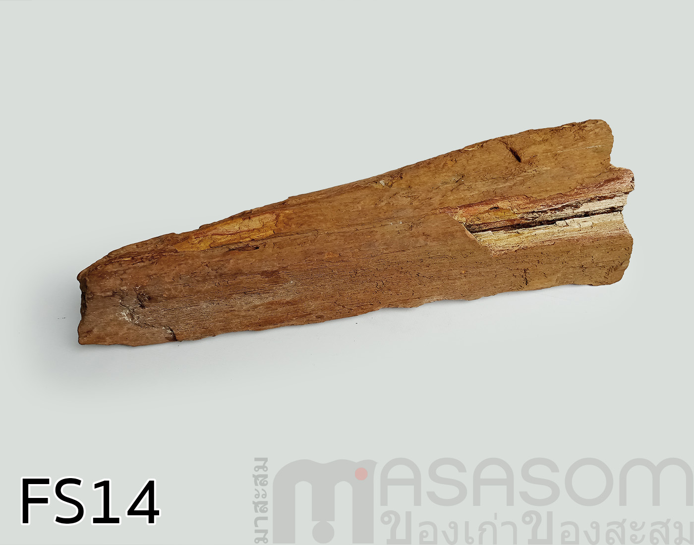 ฟอสซิลไม้กลายเป็นหิน(Petrified Wood)