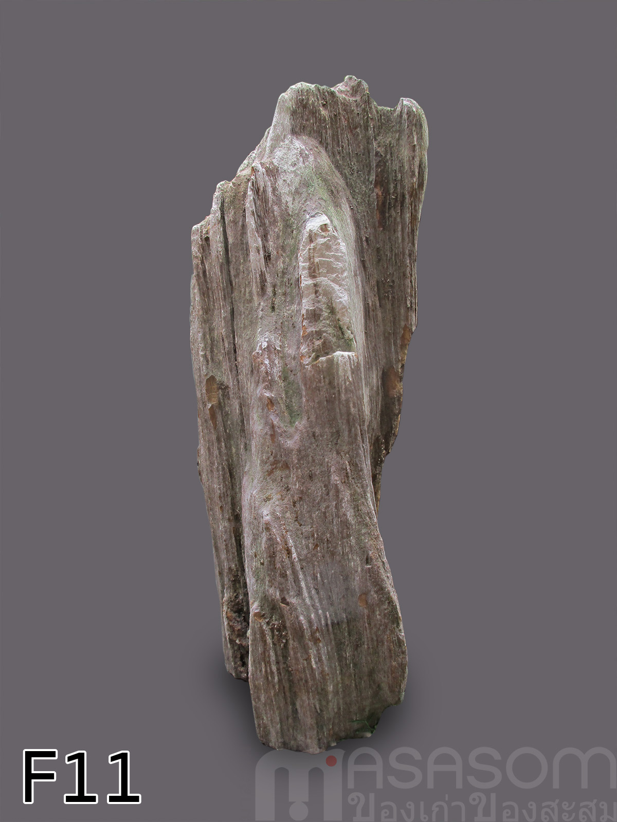 ฟอสซิลไม้กลายเป็นหิน (Petrified Wood)