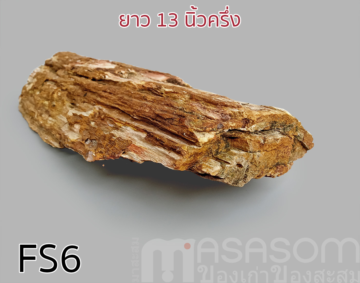 ฟอสซิลไม้กลายเป็นหิน(Petrified Wood)