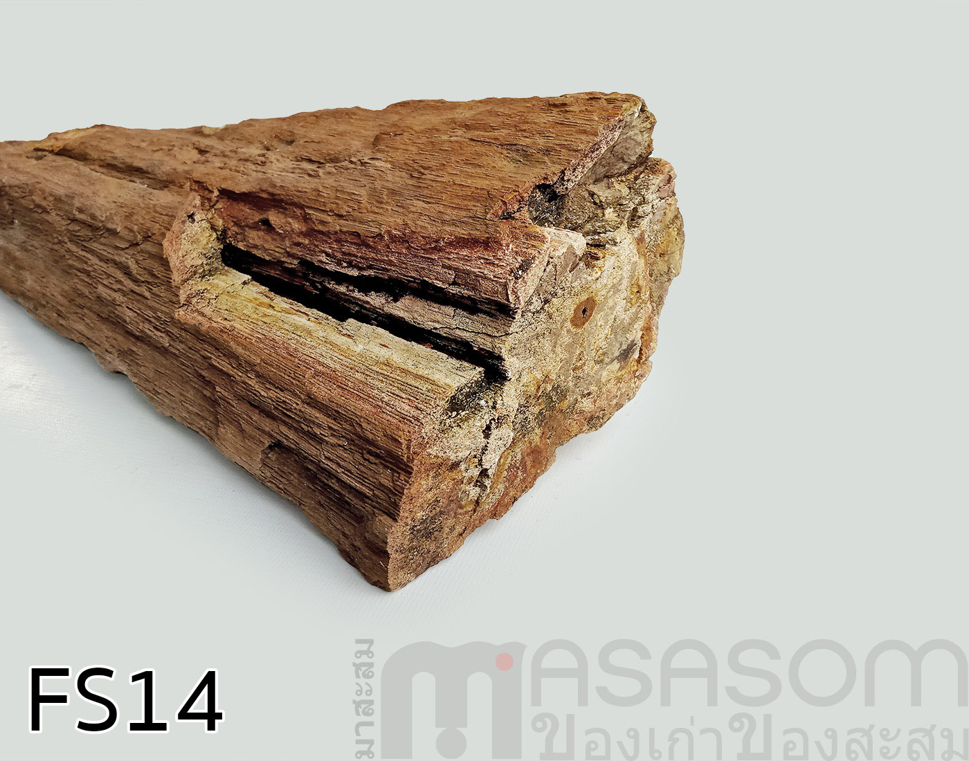 ฟอสซิลไม้กลายเป็นหิน(Petrified Wood)