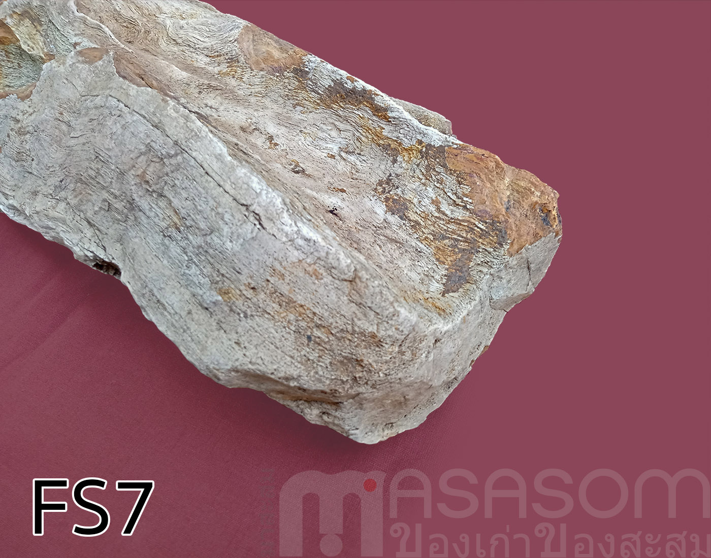 ฟอสซิลไม้กลายเป็นหิน (Petrified Wood)
