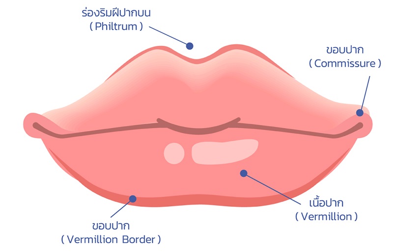 ปากกระจับ,ปากปีกนก,ปากบาง,หยุนหนานไป๋เหยา,Yunnanpaiyao,สมุนไพรจีน,เหล่งเอี๊ยงextra,ยาลดบวมช้ำศัลยกรรม,ลดปวด,ลดอักเสบ,สมานแผล,ศัลยกรรม,หายไว,แผลหายไว,พักฟื้น,เขียวช้ำ,ลดบวมซ้ำ,ฟื้นตัวหายไว,ยาลดบวม,Surgerycare,จมูก,ตา,คาง,ปาก,หน้าอก,ดูดไขมัน ,ทำหน้า ,ผ่าตัด ,ของแท้