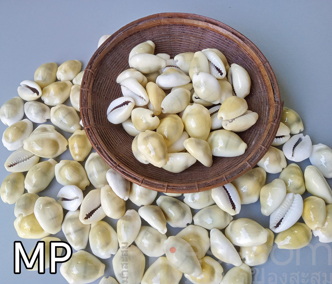 หอยเบี้ย