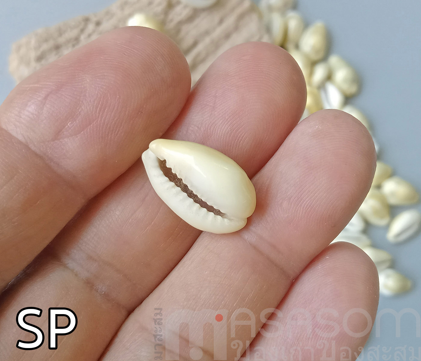 หอยเบี้ย