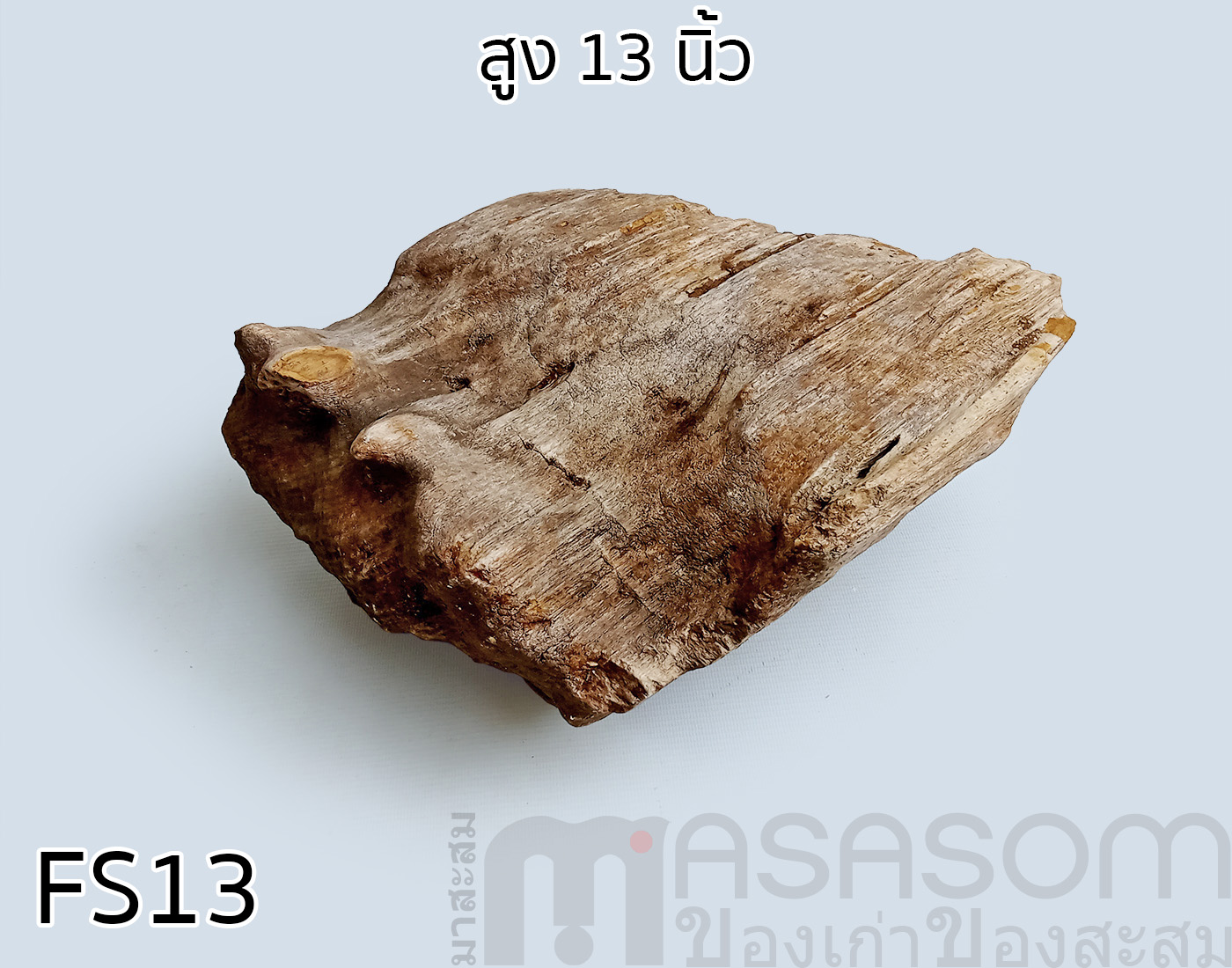 ฟอสซิลไม้กลายเป็นหิน (Petrified Wood)