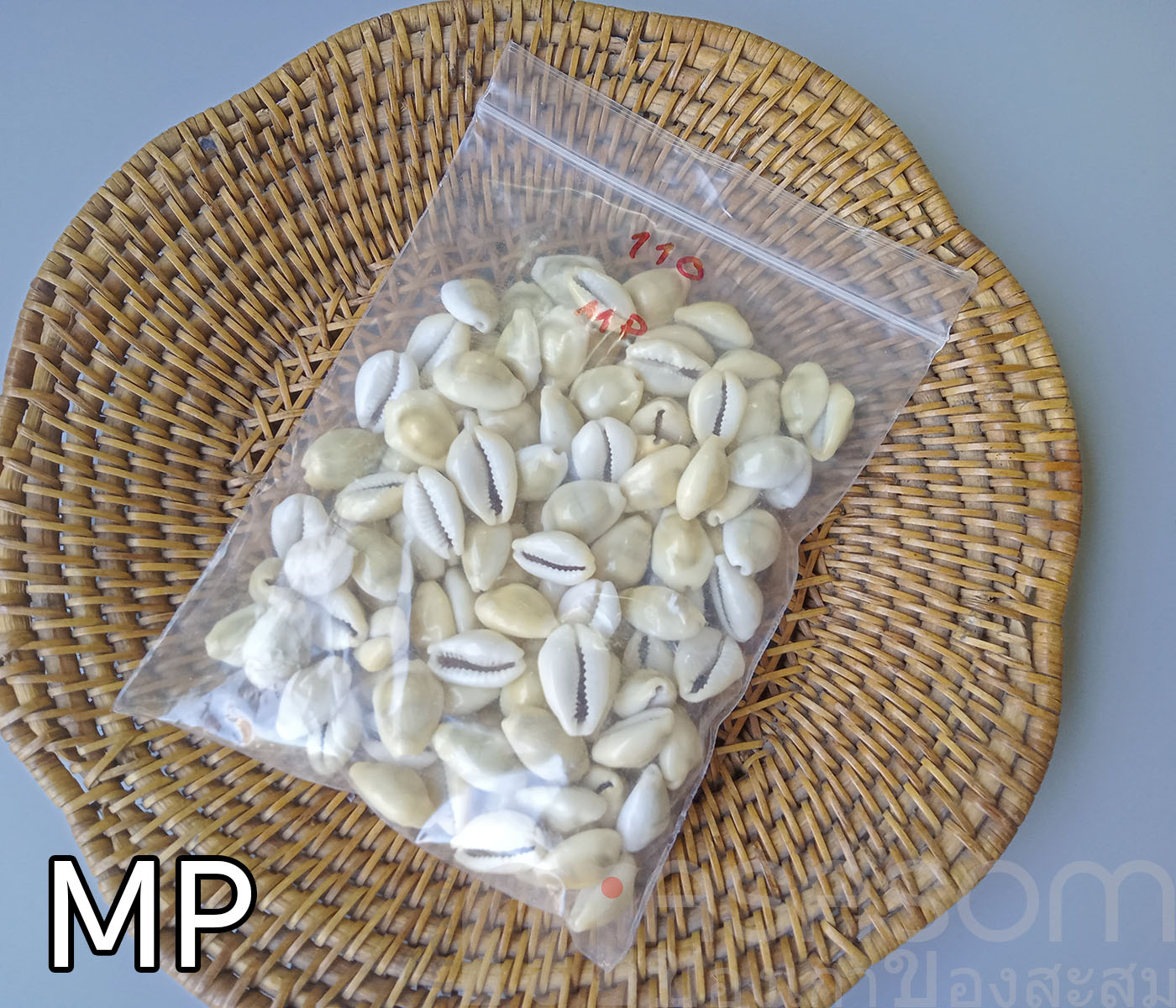 หอยเบี้ย