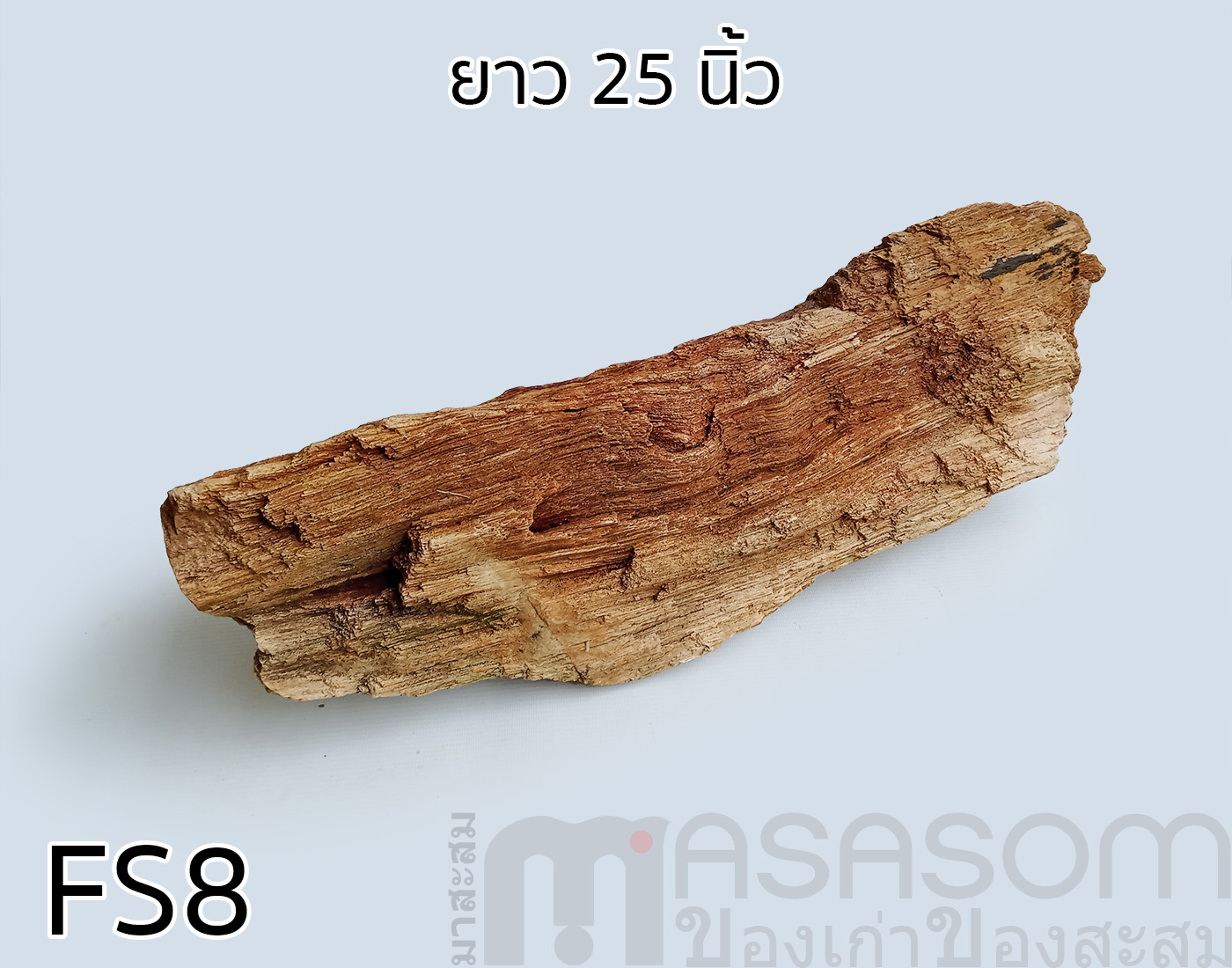 ฟอสซิลไม้กลายเป็นหิน(Petrified Wood)
