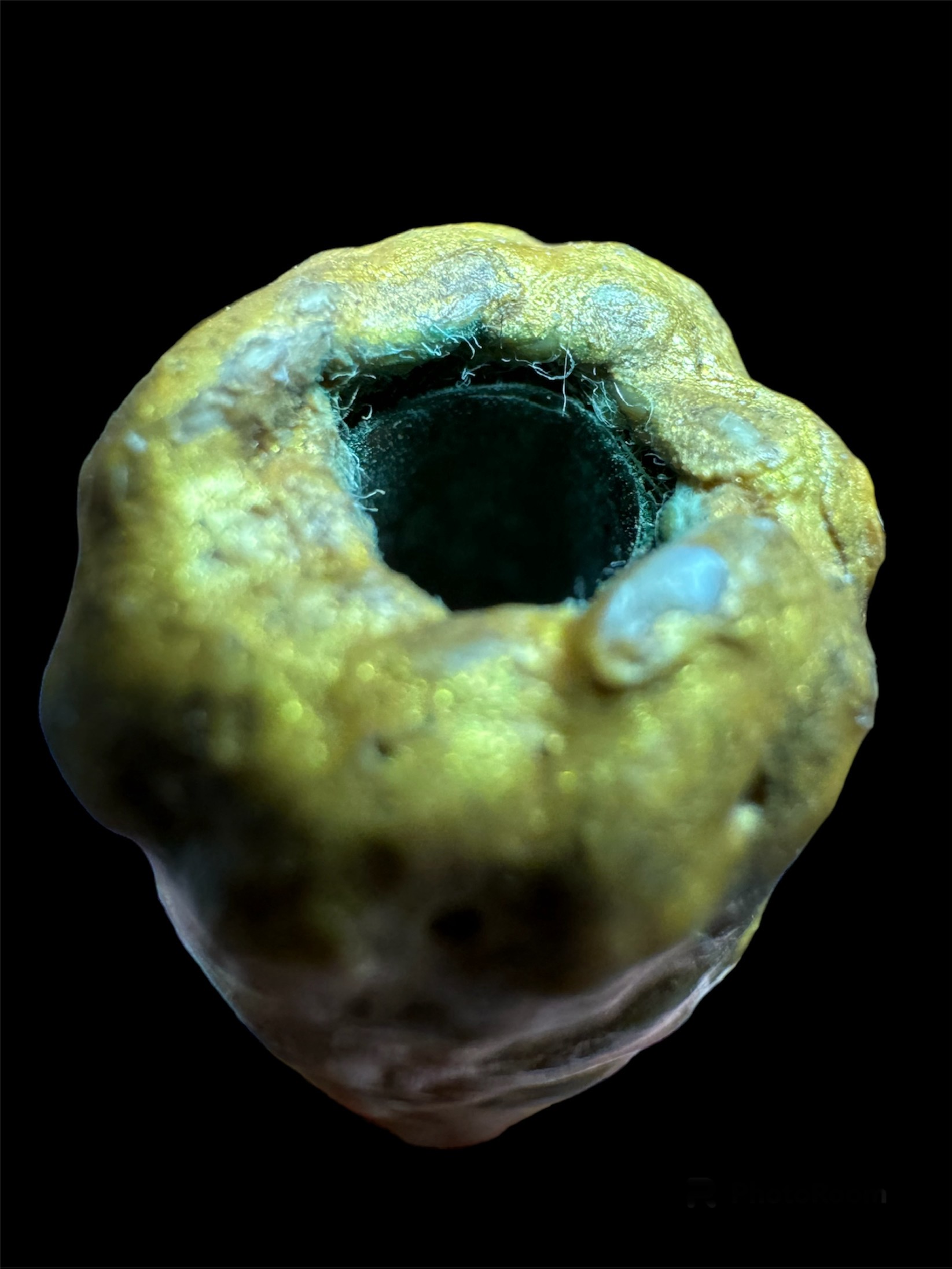 ตะกรุดสาริกามหาเสน่ห์ หลวงพ่อเจริญ วัดโนนสว่าง จังหวัดอุดรธานี ลงรักปิดทอง