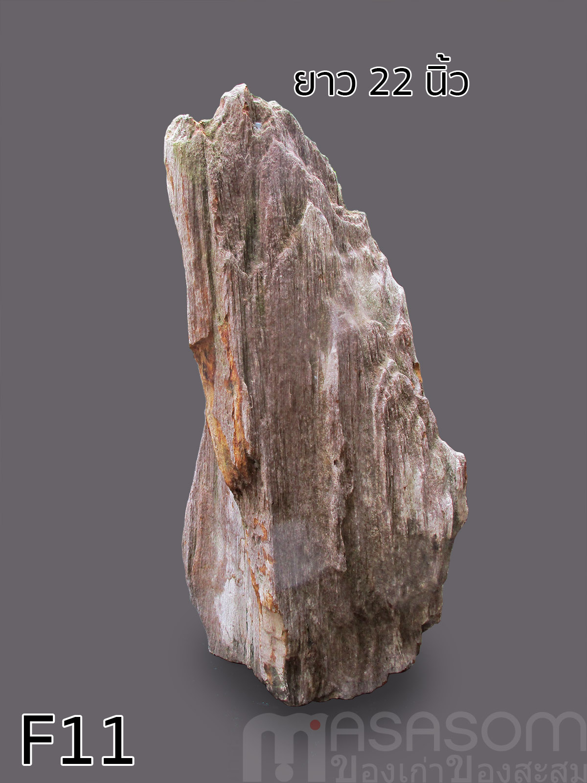 ฟอสซิลไม้กลายเป็นหิน (Petrified Wood)