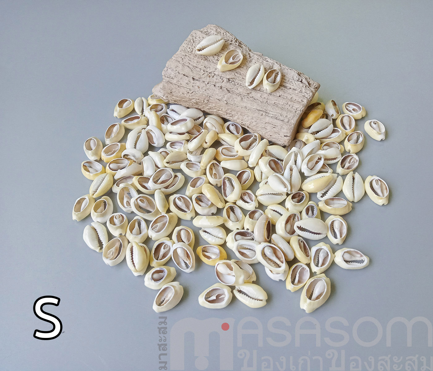 หอยเบี้ยเจาะหลัง