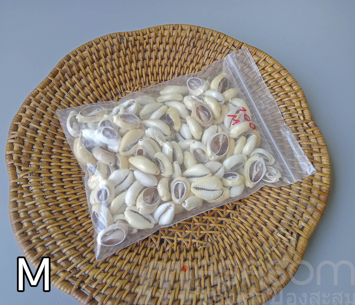 หอยเบี้ยเจาะหลัง