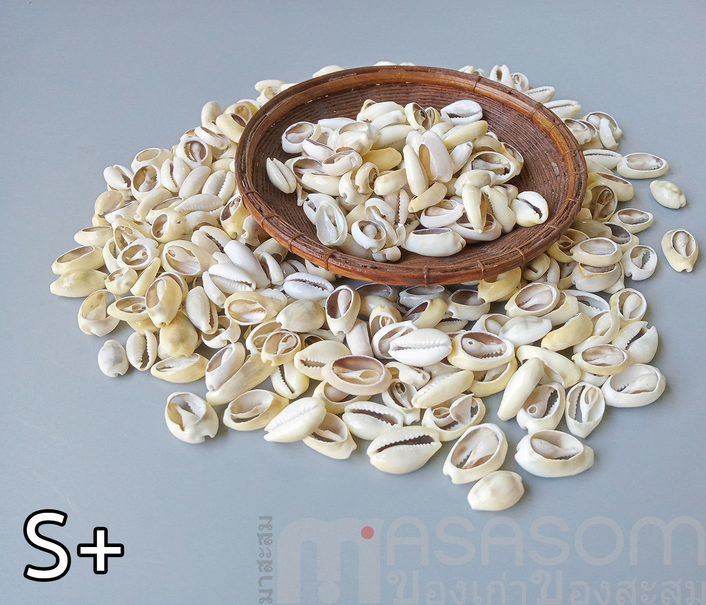 หอยเบี้ยเจาะหลัง