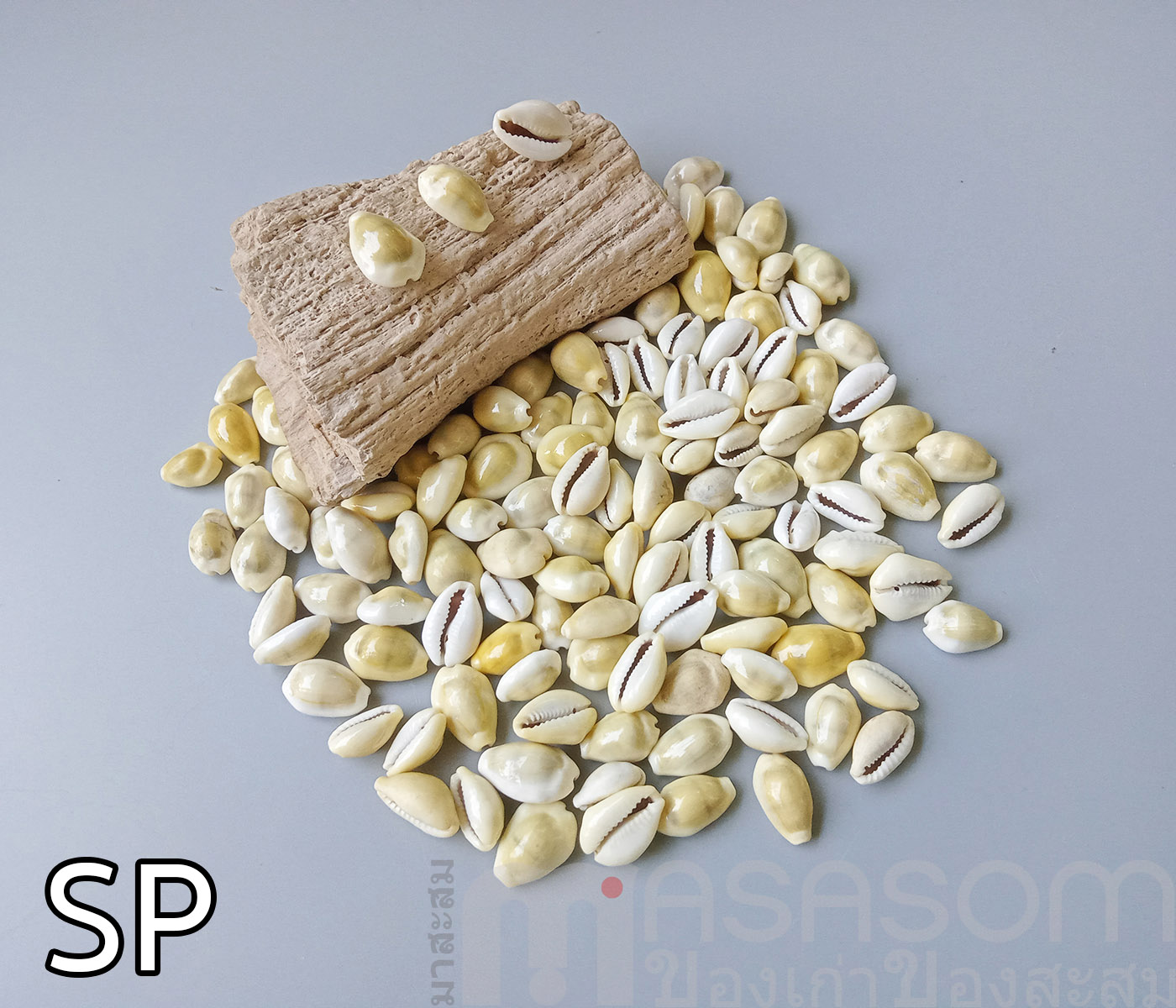 หอยเบี้ย