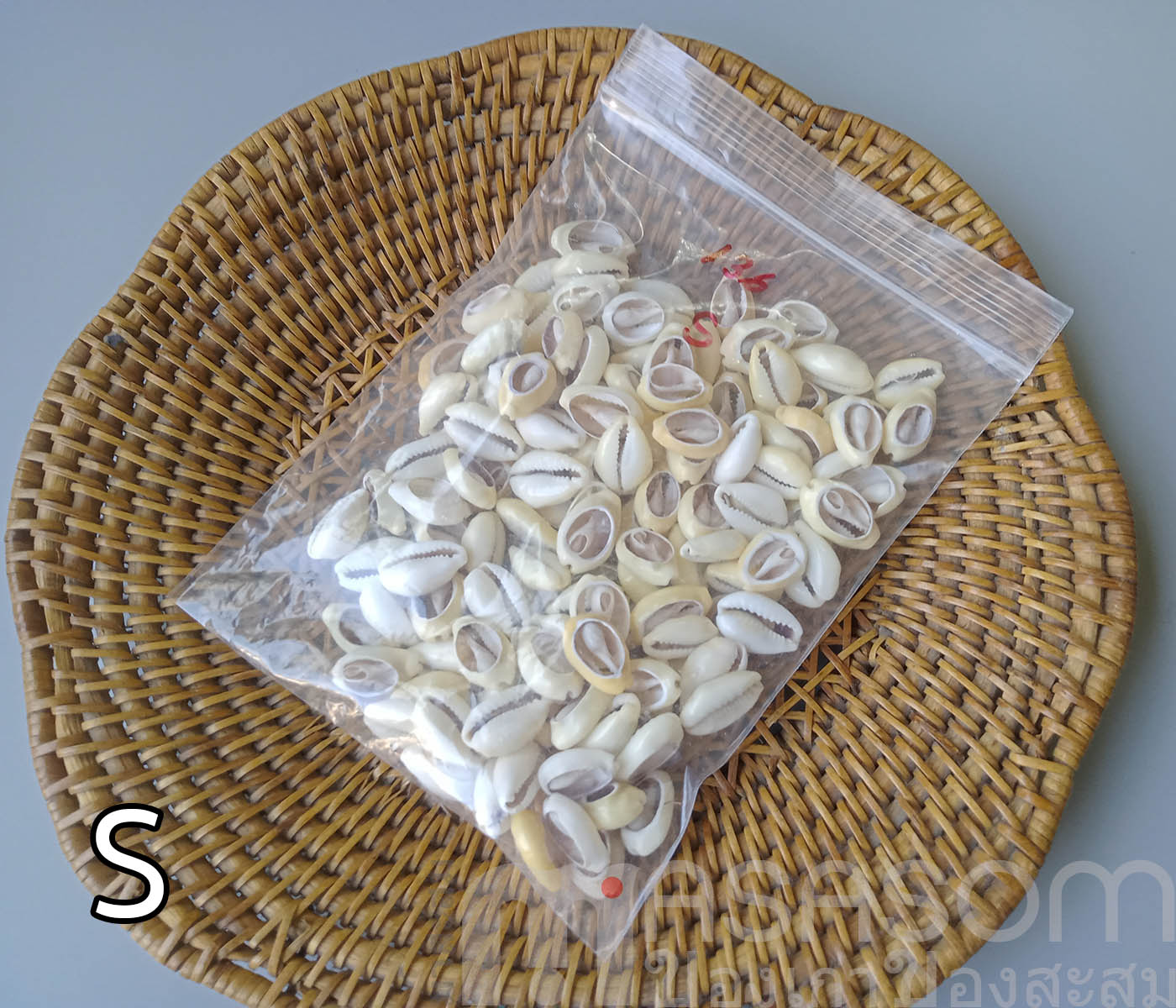 หอยเบี้ยเจาะหลัง