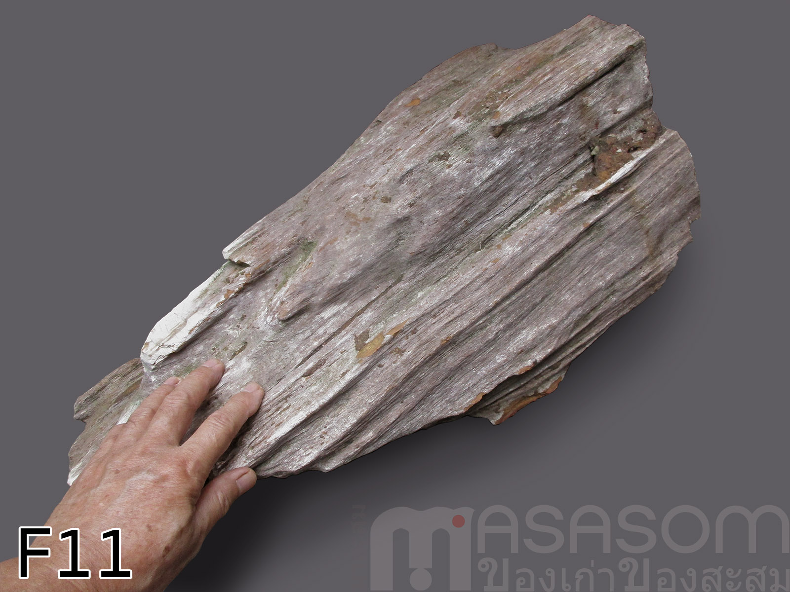 ฟอสซิลไม้กลายเป็นหิน (Petrified Wood)