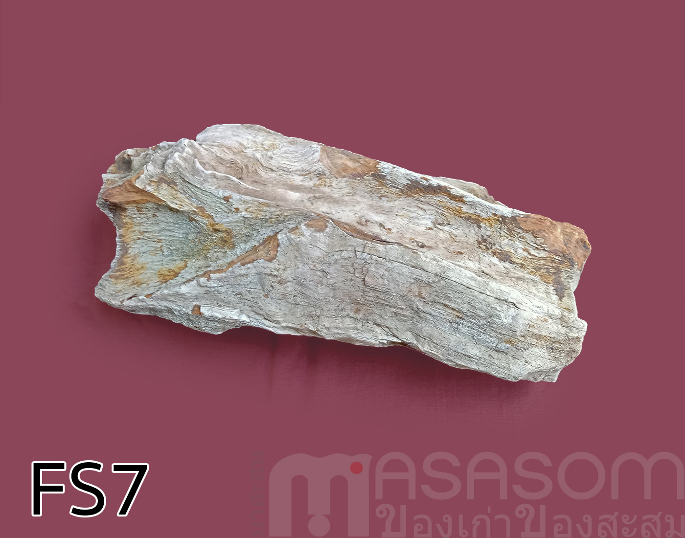 ฟอสซิลไม้กลายเป็นหิน (Petrified Wood)