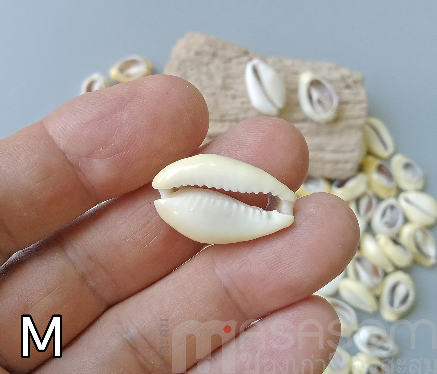 หอยเบี้ยเจาะหลัง