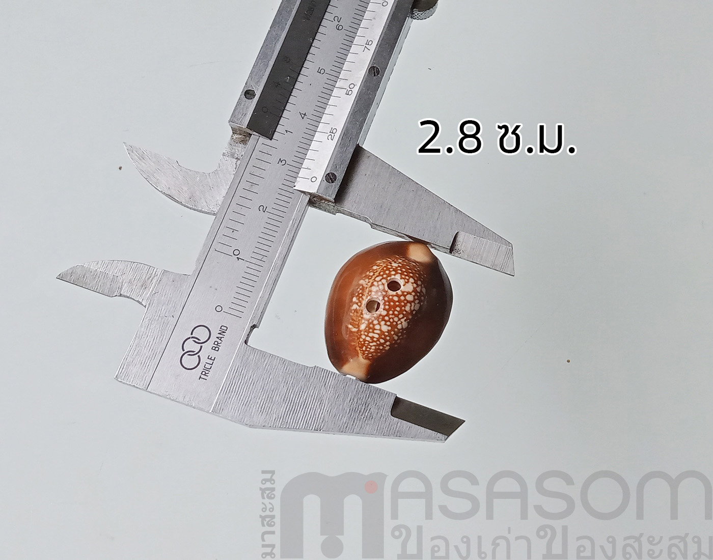 กระดุมเปลือกหอย