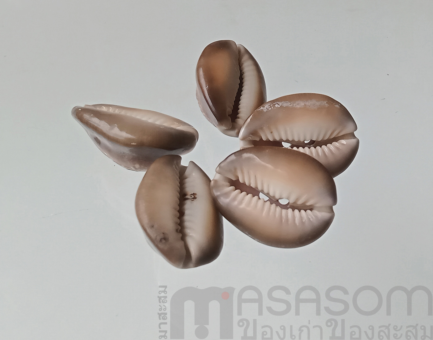 กระดุมเปลือกหอย