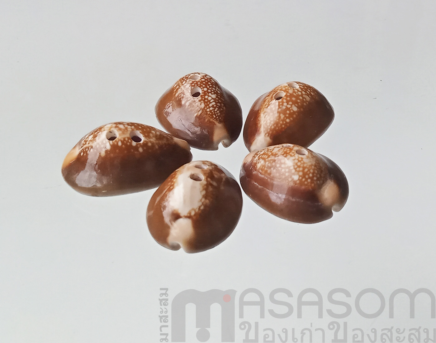 กระดุมเปลือกหอย