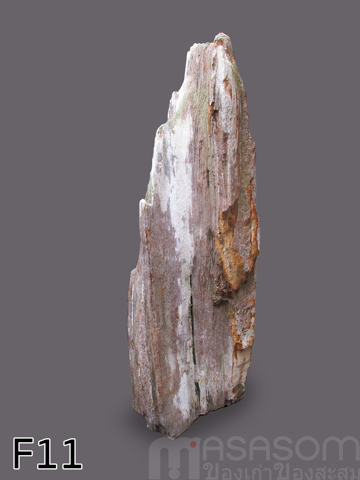 ฟอสซิลไม้กลายเป็นหิน (Petrified Wood)