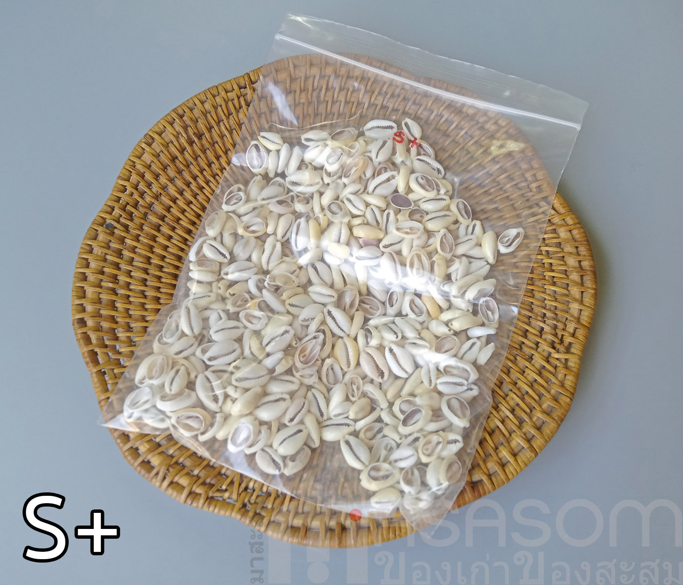 หอยเบี้ยเจาะหลัง