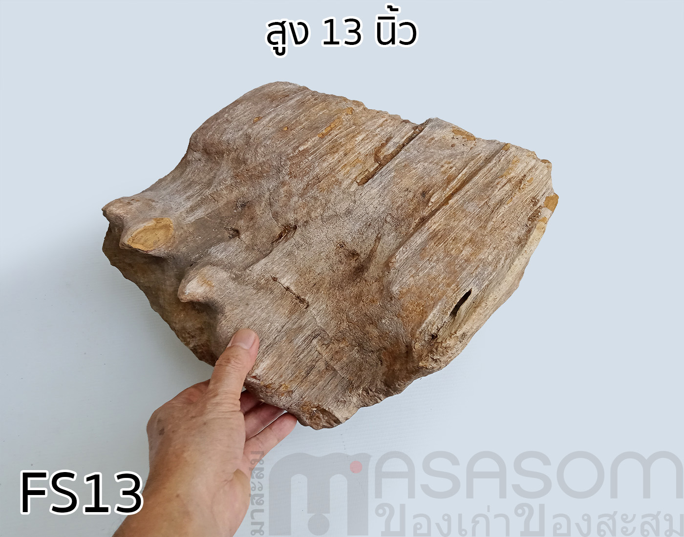 ฟอสซิลไม้กลายเป็นหิน (Petrified Wood)