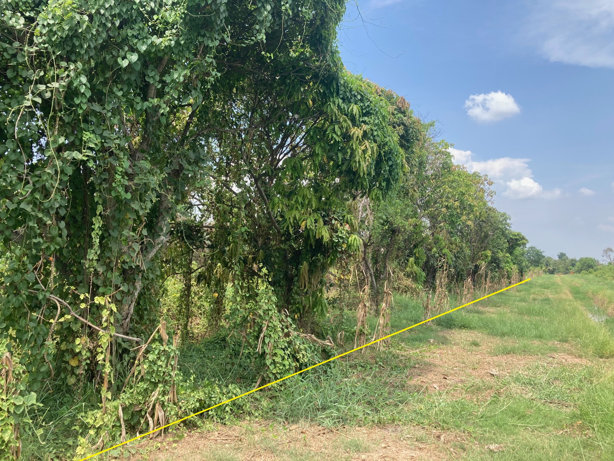 H1195 ขายที่ดินเปล่า 404 ตารางวา ใกล้วัดป่าคลอง11 ซอยร่มเย็น หนองเสือ ปทุมธานี เหมาะทำบ้านสวน