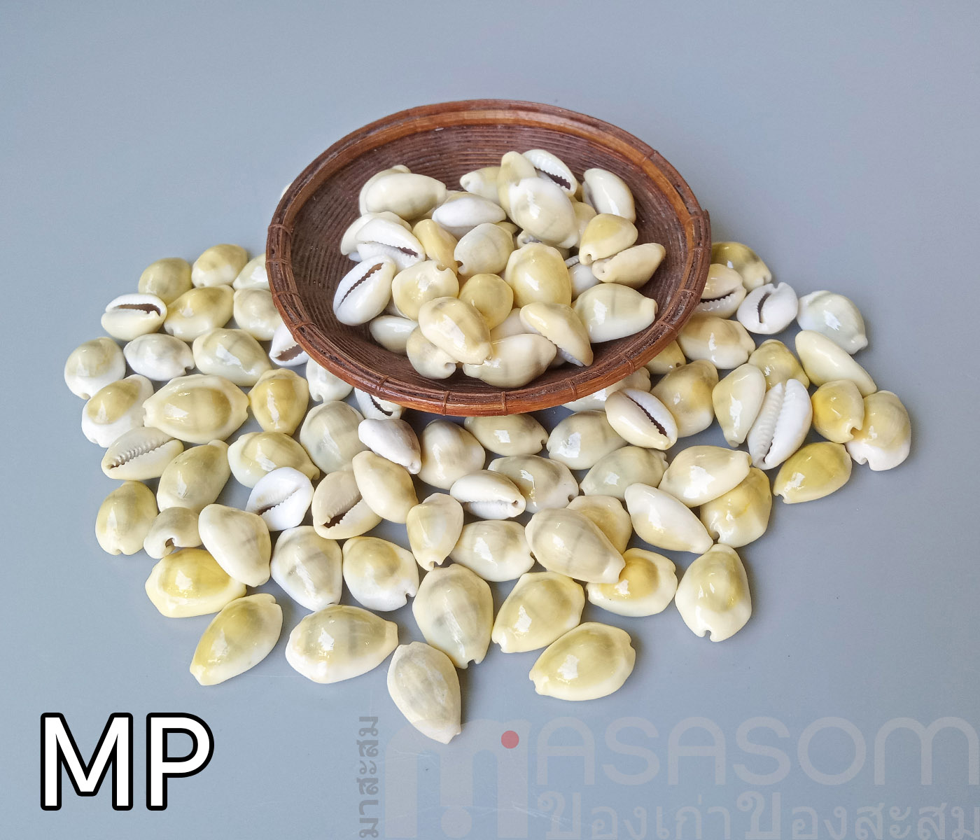 หอยเบี้ย