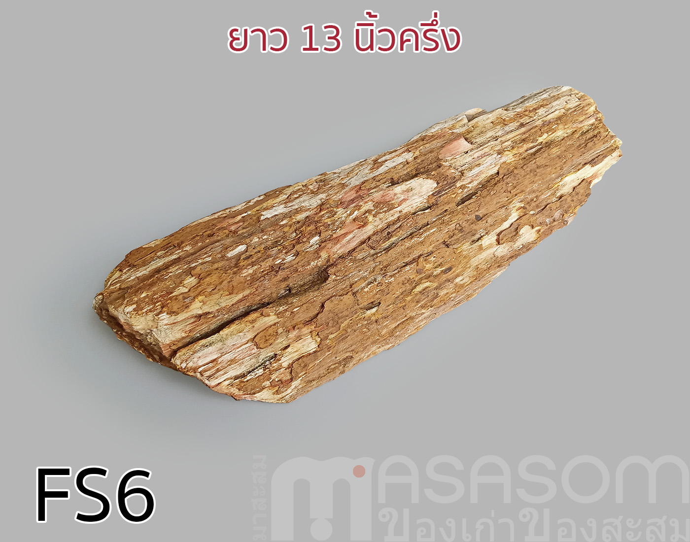 ฟอสซิลไม้กลายเป็นหิน(Petrified Wood)