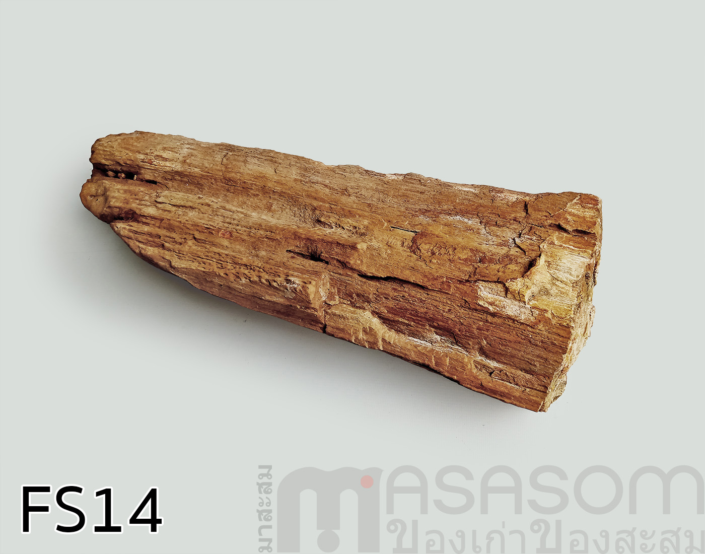 ฟอสซิลไม้กลายเป็นหิน(Petrified Wood)