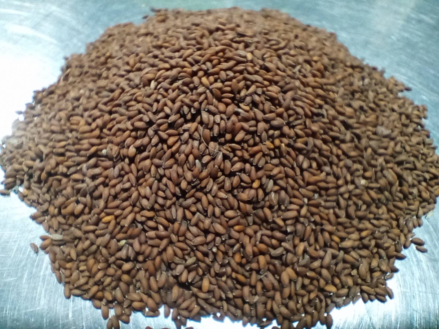 เทียนแดง Garden Cress Seeds