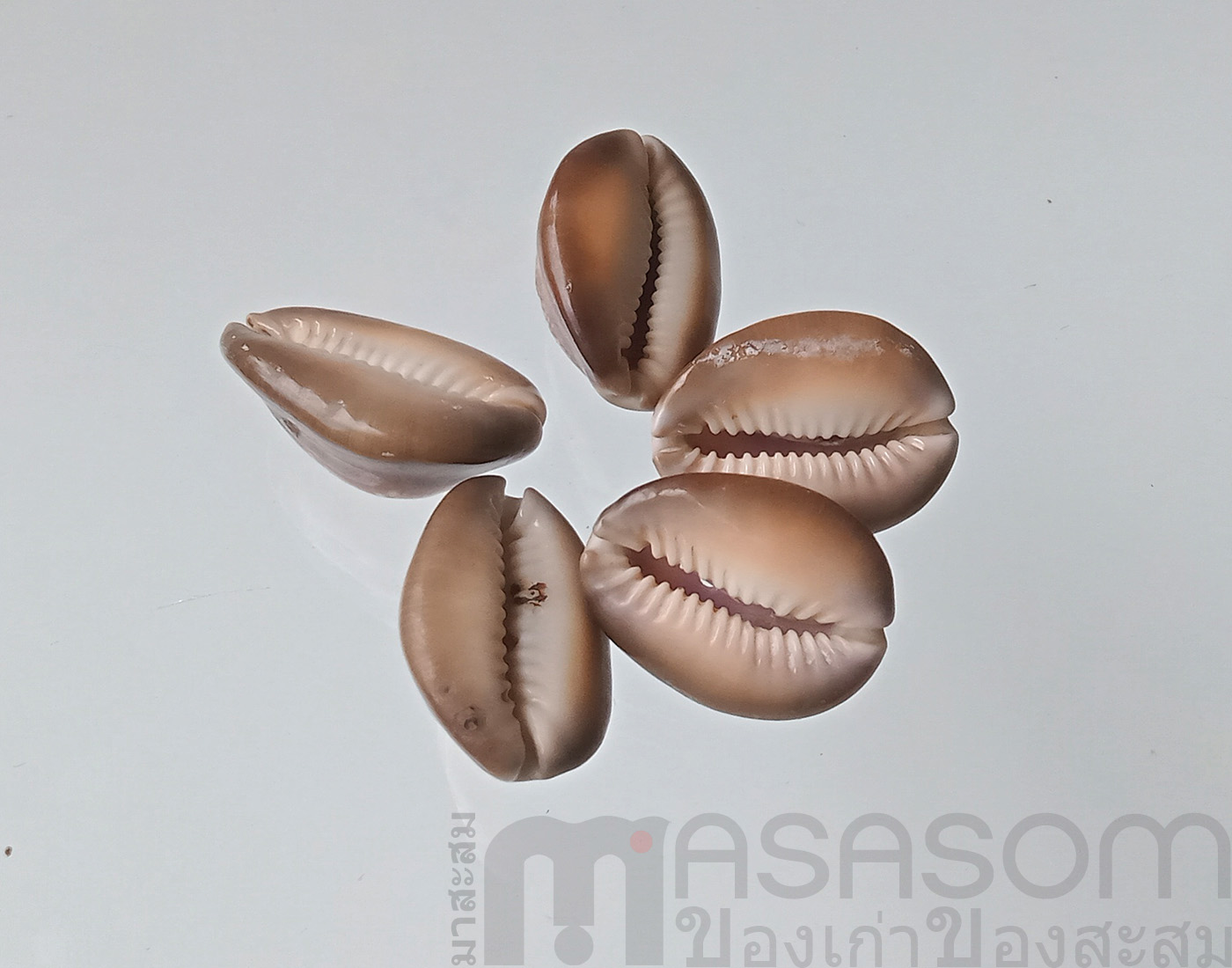 กระดุมเปลือกหอย