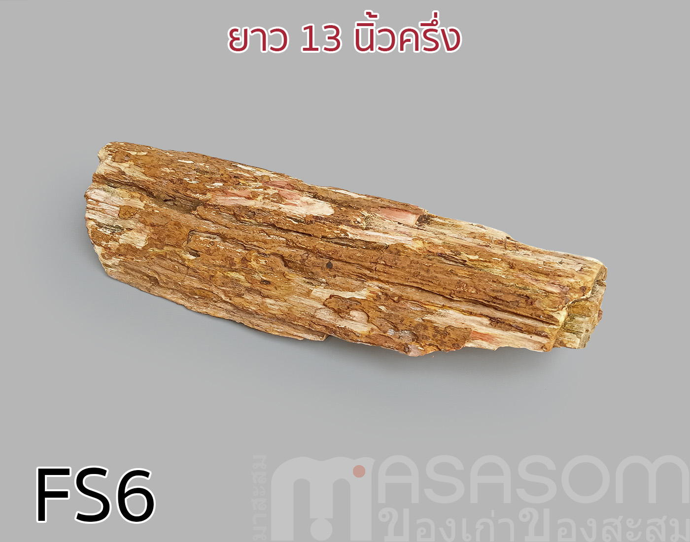 ฟอสซิลไม้กลายเป็นหิน(Petrified Wood)