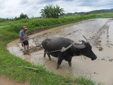 คราดนา