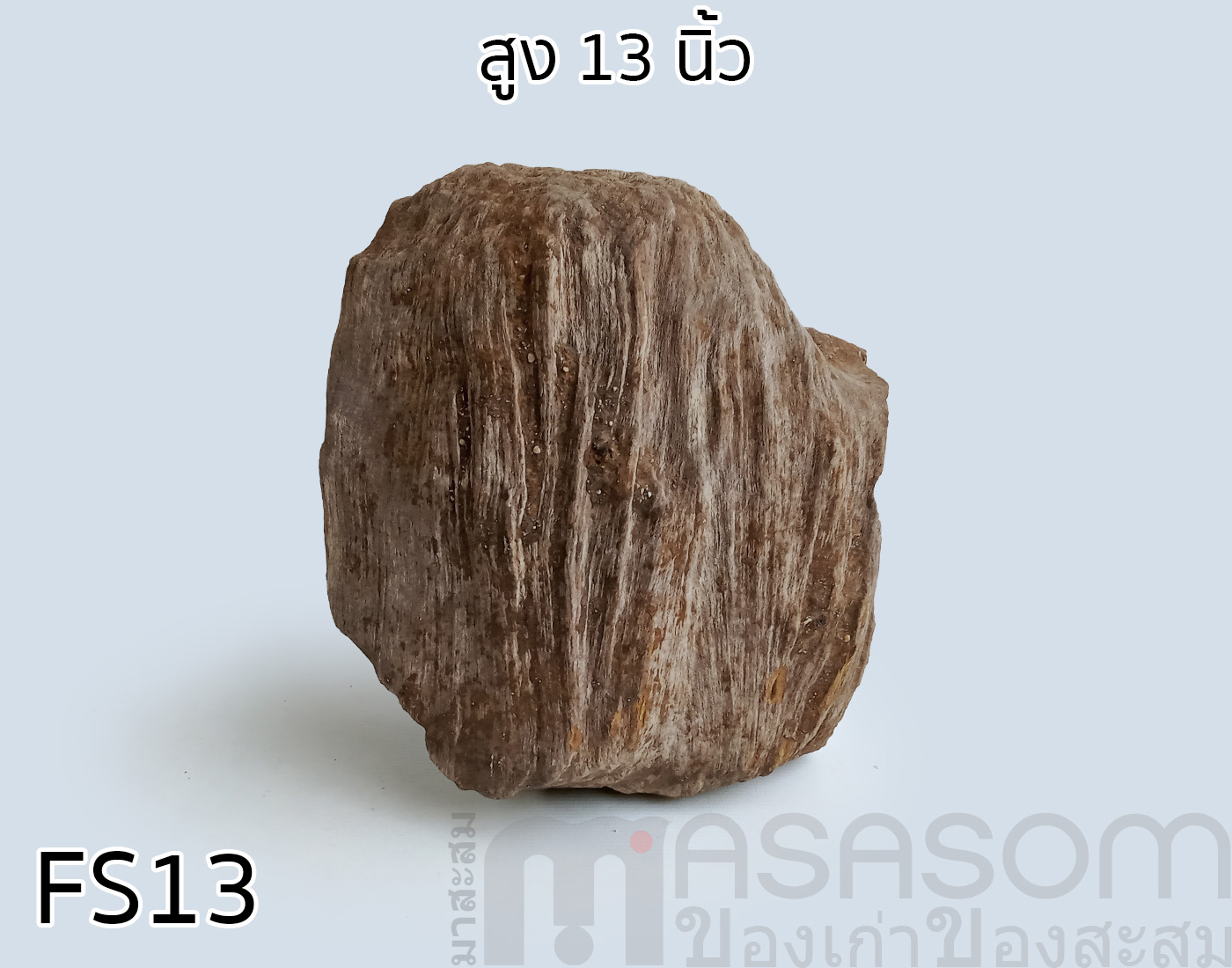 ฟอสซิลไม้กลายเป็นหิน (Petrified Wood)