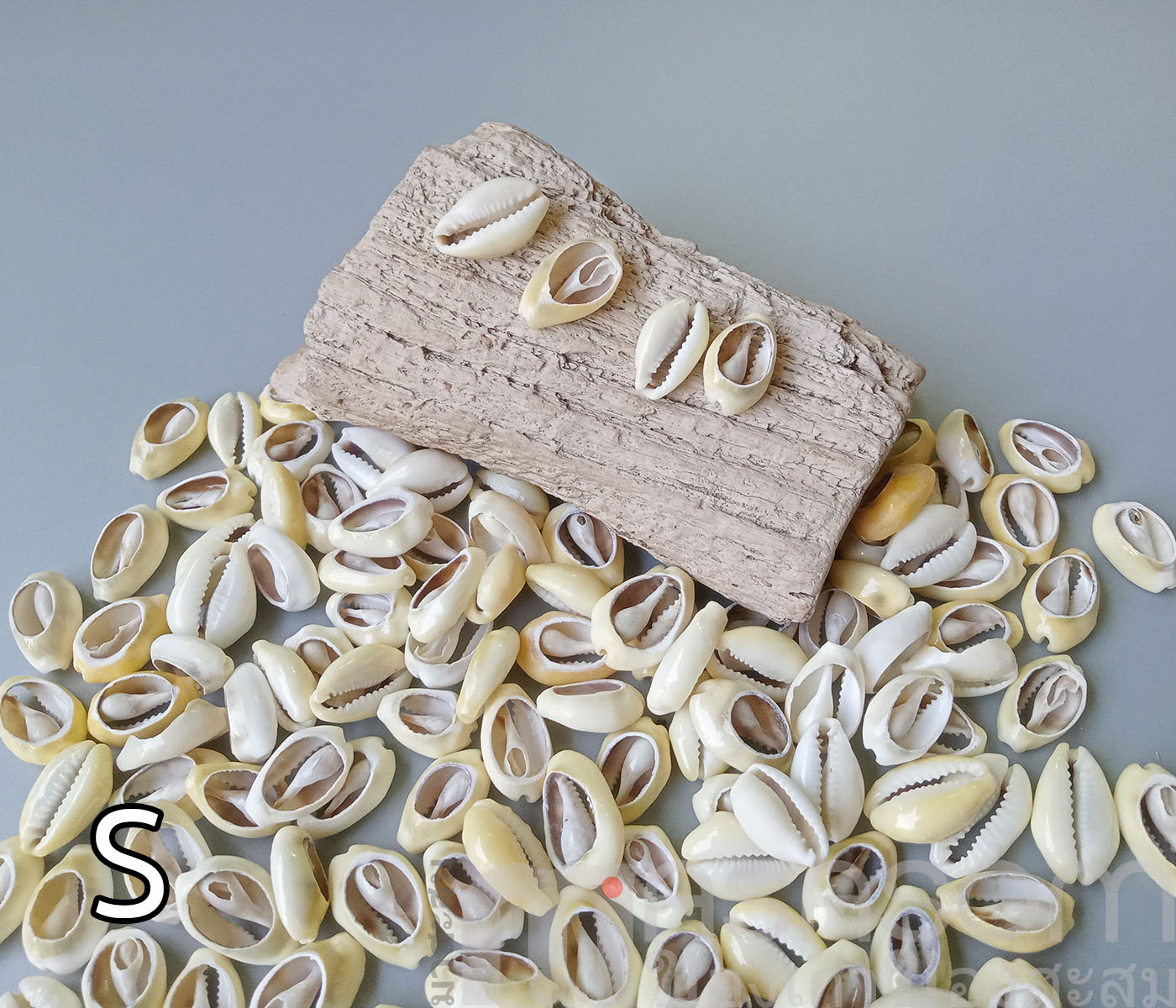 หอยเบี้ยเจาะหลัง