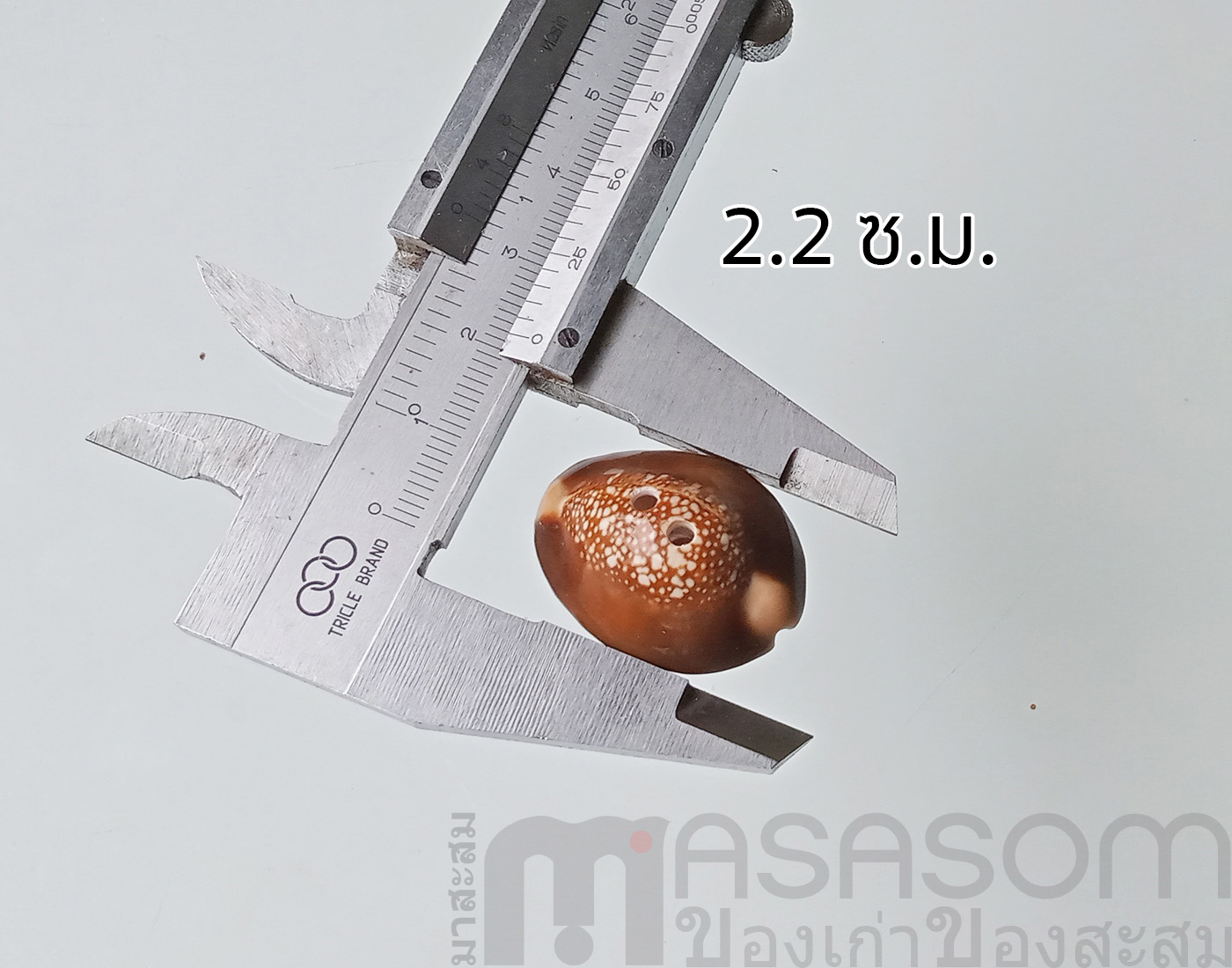 กระดุมเปลือกหอย