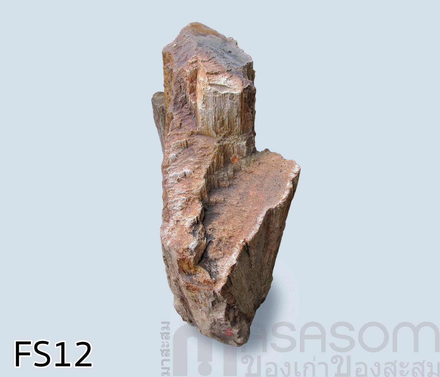 ฟอสซิลไม้กลายเป็นหิน(Petrified Wood)