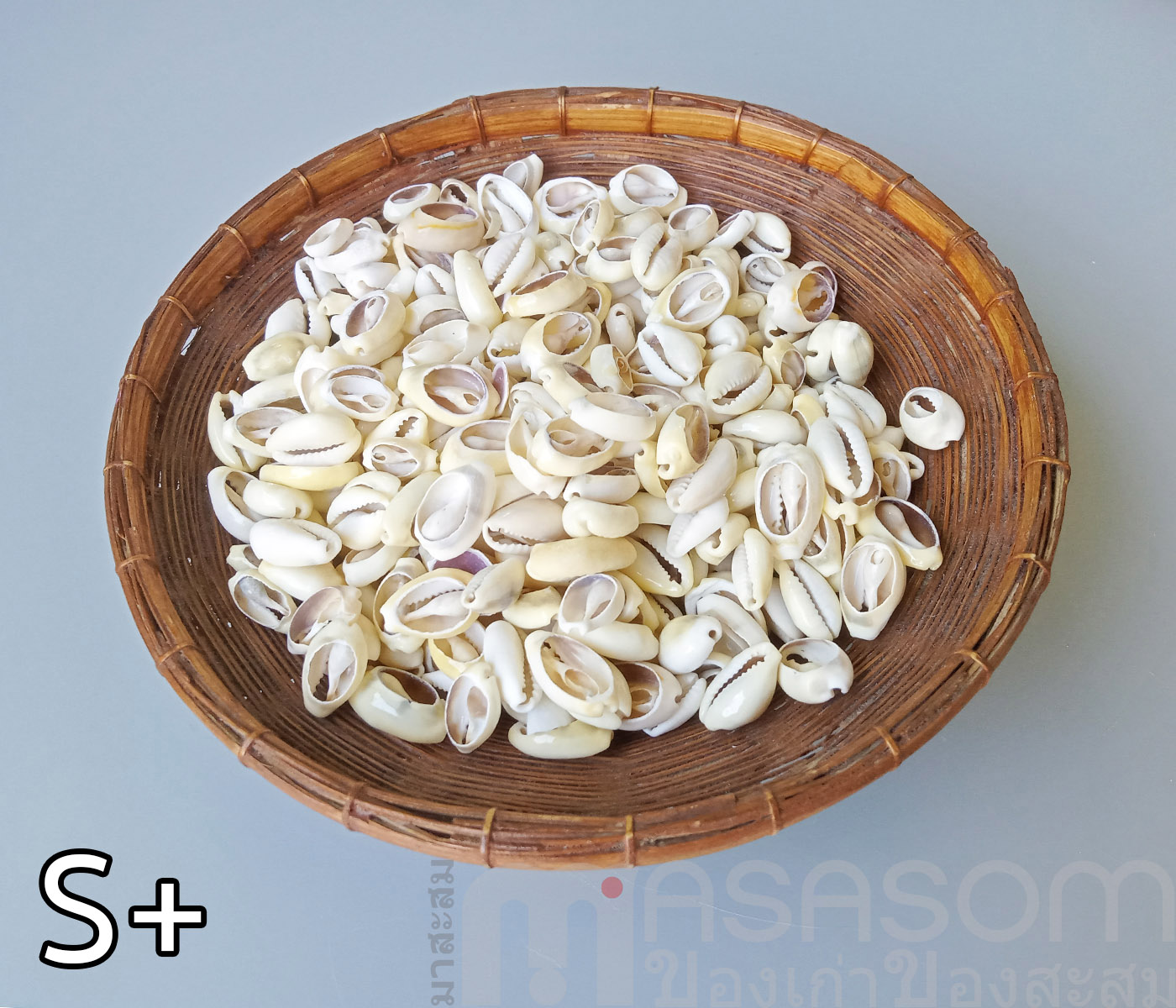 หอยเบี้ยเจาะหลัง