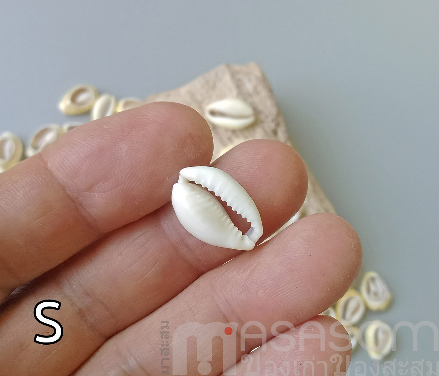 หอยเบี้ยเจาะหลัง