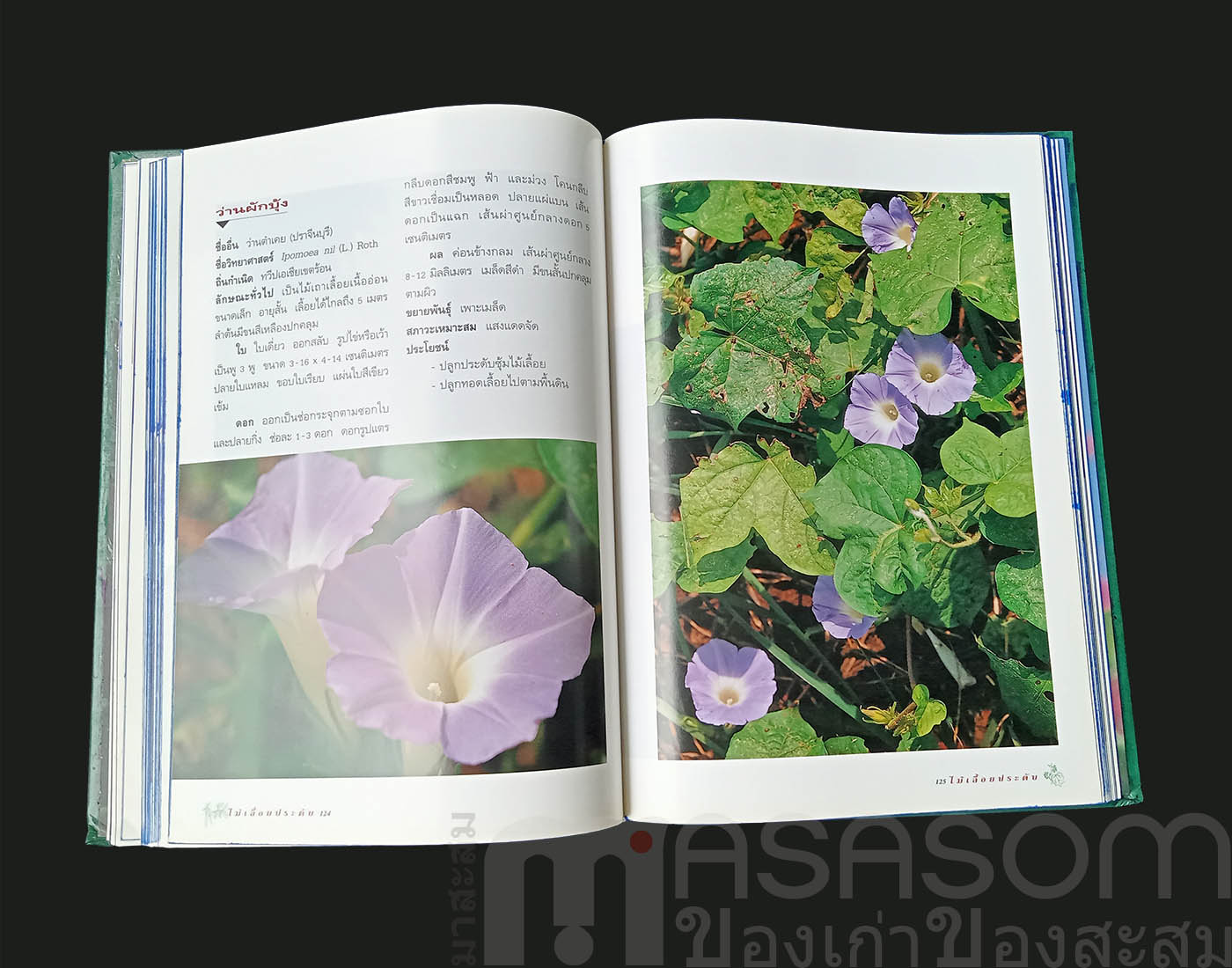 หนังสือไม้เลื้อยประดับ