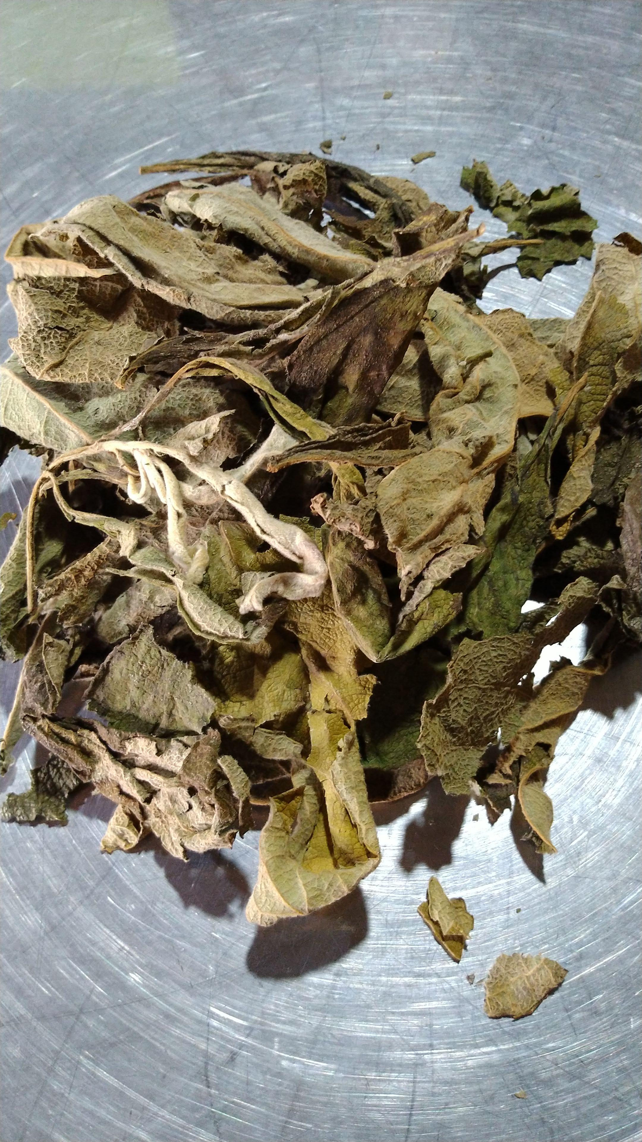 หนาด