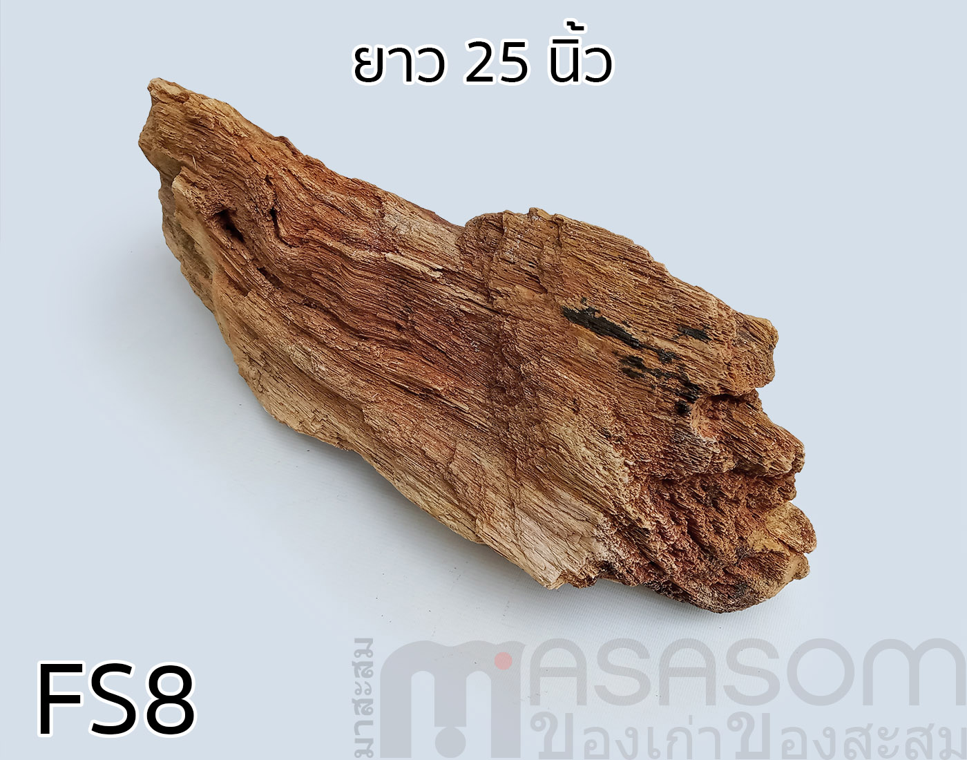 ฟอสซิลไม้กลายเป็นหิน(Petrified Wood)
