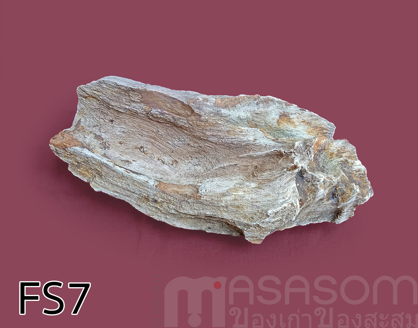 ฟอสซิลไม้กลายเป็นหิน (Petrified Wood)