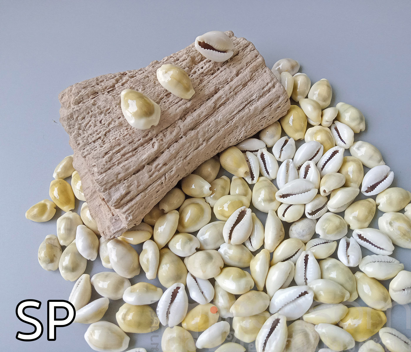 หอยเบี้ย