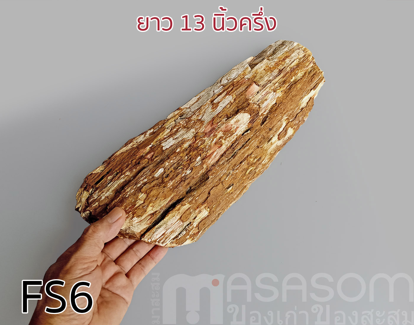 ฟอสซิลไม้กลายเป็นหิน(Petrified Wood)