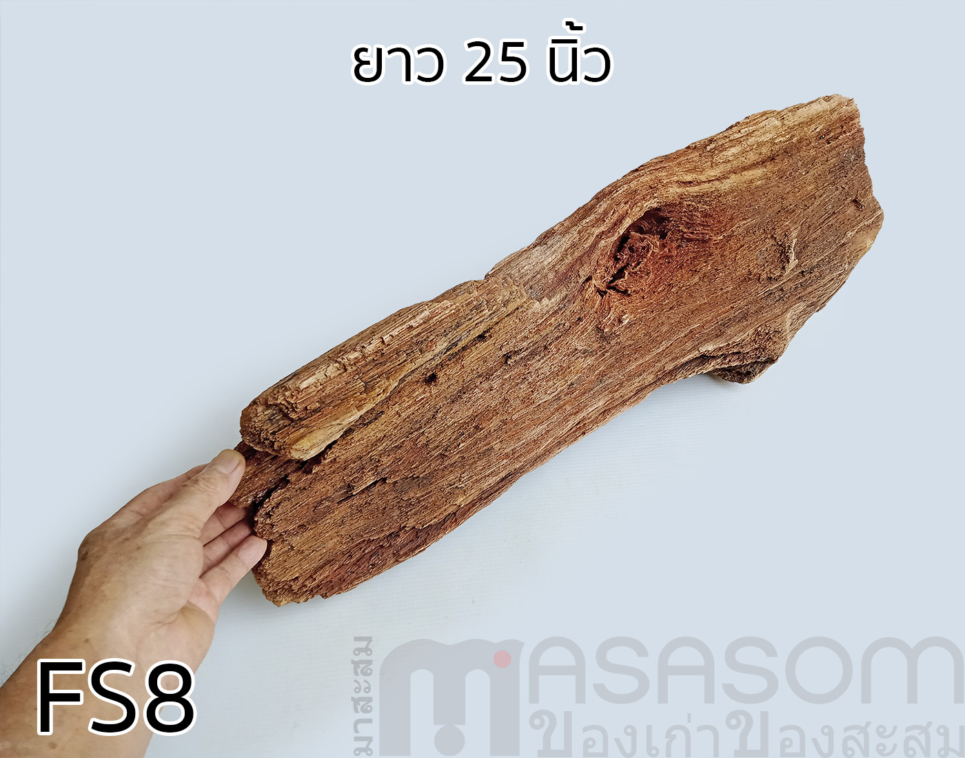 ฟอสซิลไม้กลายเป็นหิน(Petrified Wood)